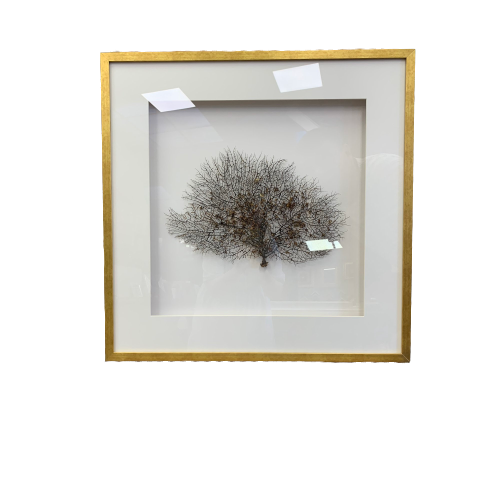 koralowiec, gorgonia w złotej drewnianej ramie z białym paspartu