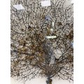 Koralowiec