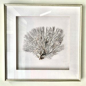 Koralowiec w ramie, gorgonia, srebrna 70x70cm